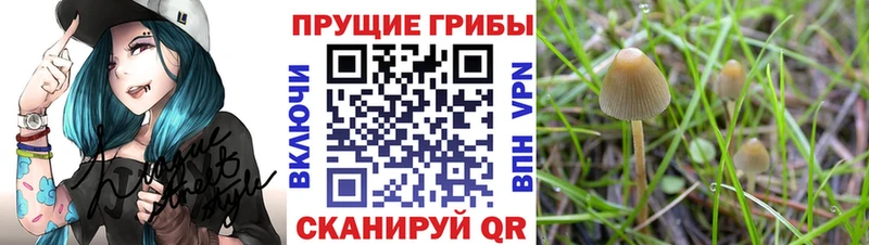 Псилоцибиновые грибы Psilocybine cubensis OMG зеркало Аткарск дарнет шоп